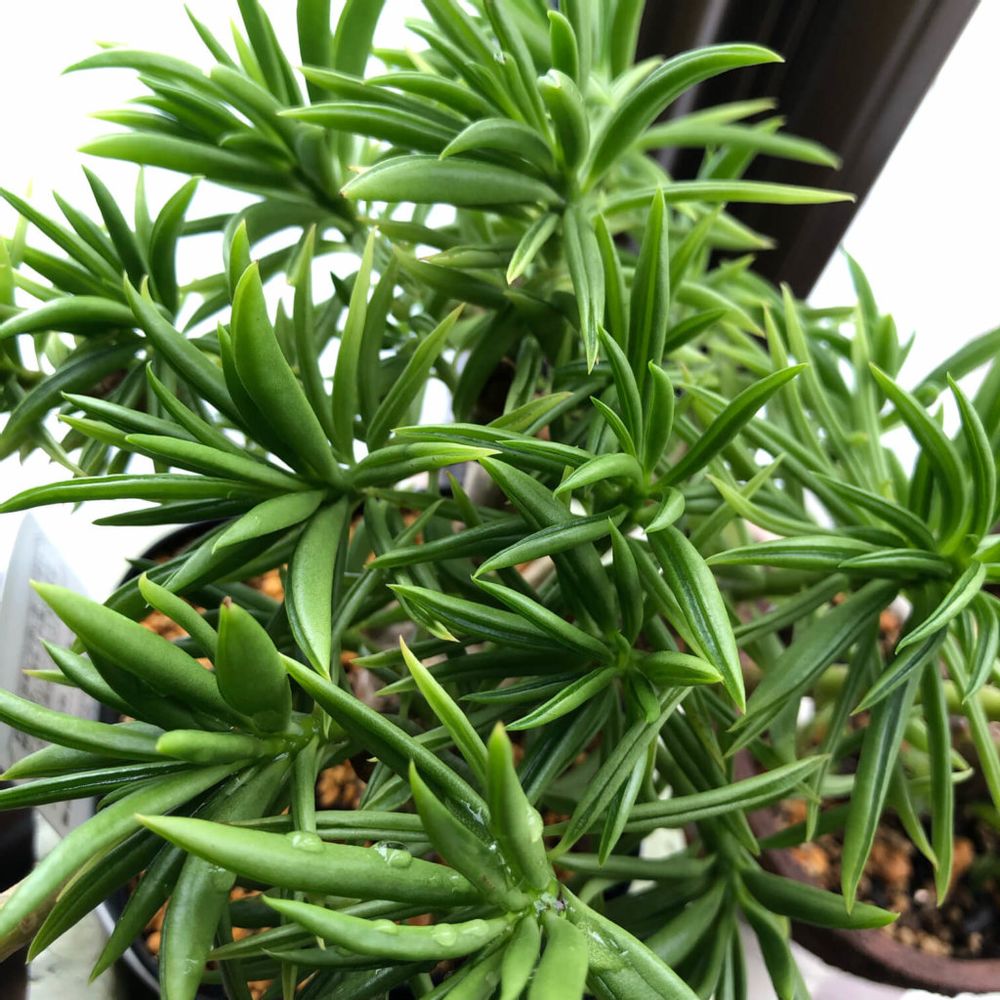 ペペロミア・ハッピービーン