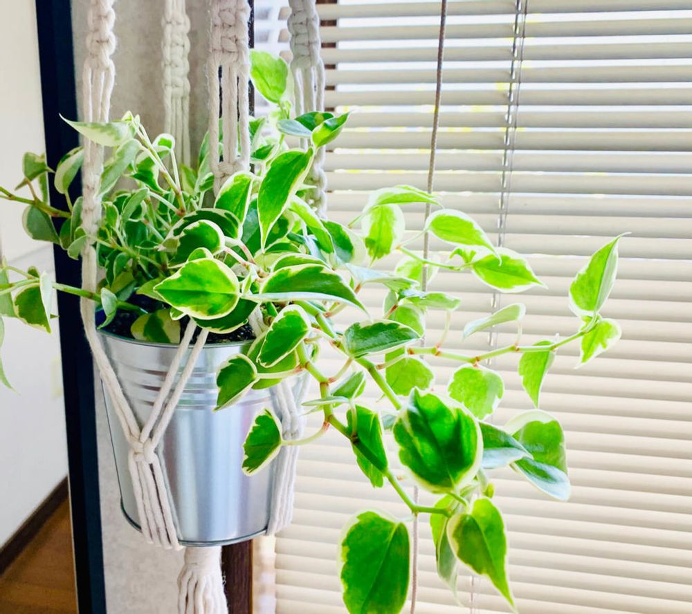 ペペロミア・セルペンス