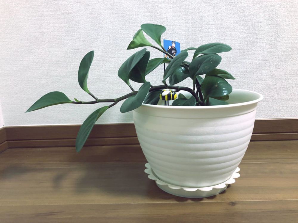 ペペロミア・オブツシフォリア