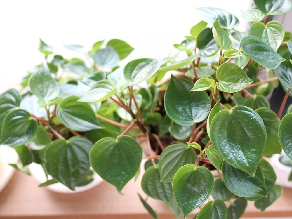 ペペロミア・ジェイド