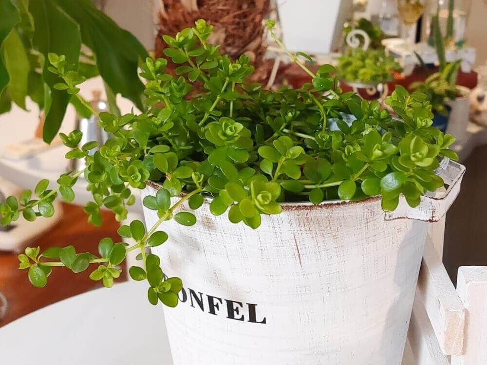 ペペロミア・イザベラ