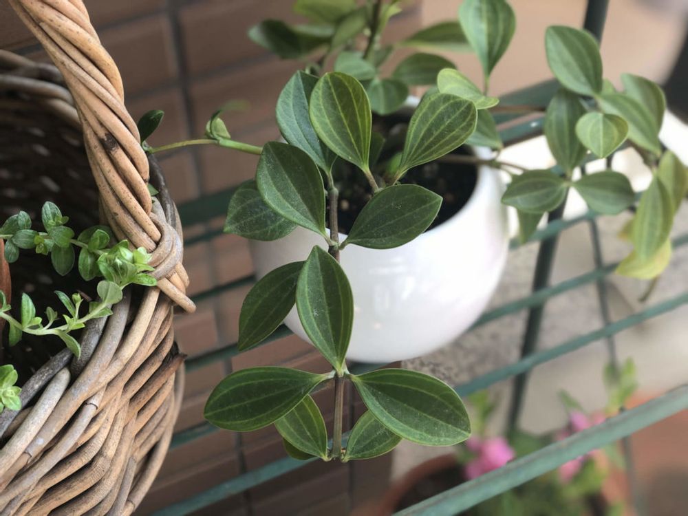 ペペロミア・フォレット