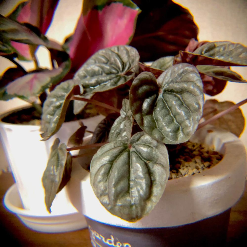 ペペロミア・カペラータ