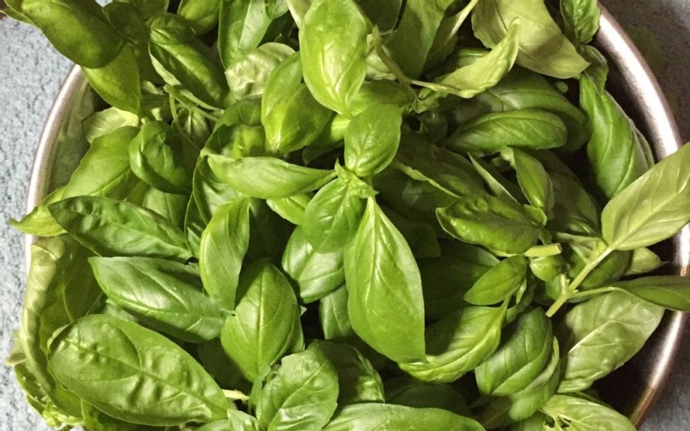 スイートバジル　葉　収穫