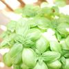 スイートバジルの育て方｜種まき時期はいつ？プランターのサイズは？の画像