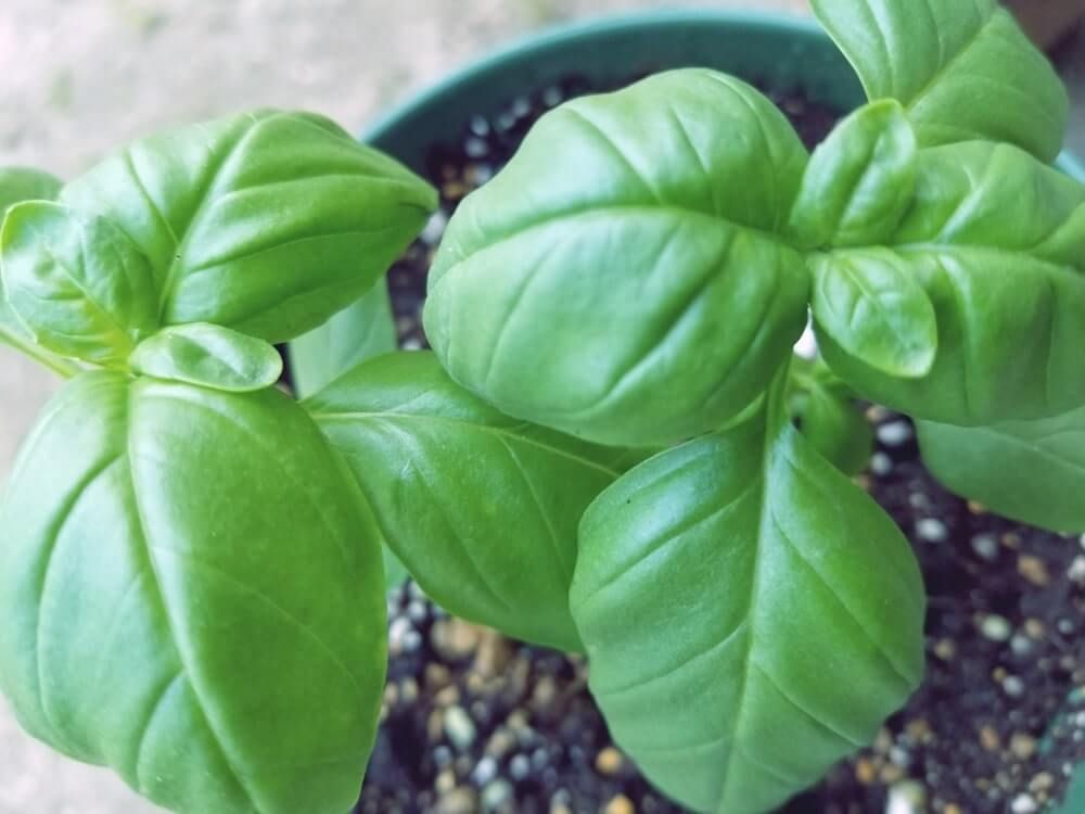 スイートバジル　鉢植え　葉