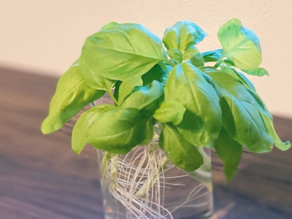 スイートバジル 水耕栽培