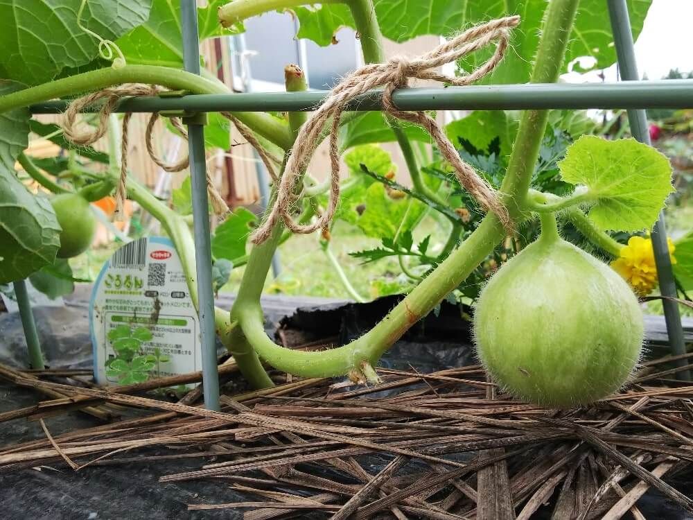 メロン