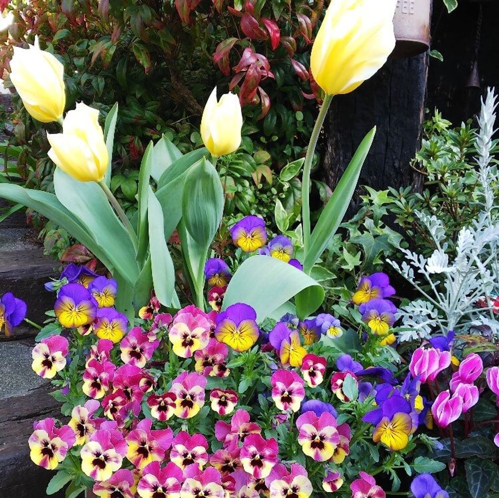 パンジーとチューリップ