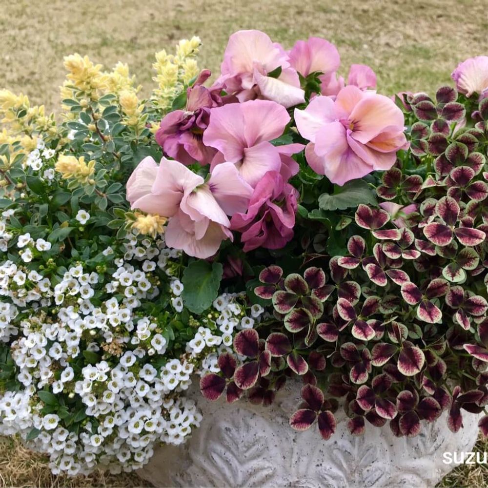 クローバーの寄せ植え