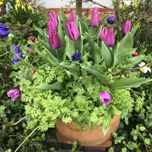 チューリップの寄せ植え 相性の良い組み合わせ 花壇やプランターでの植え方は Greensnap グリーンスナップ