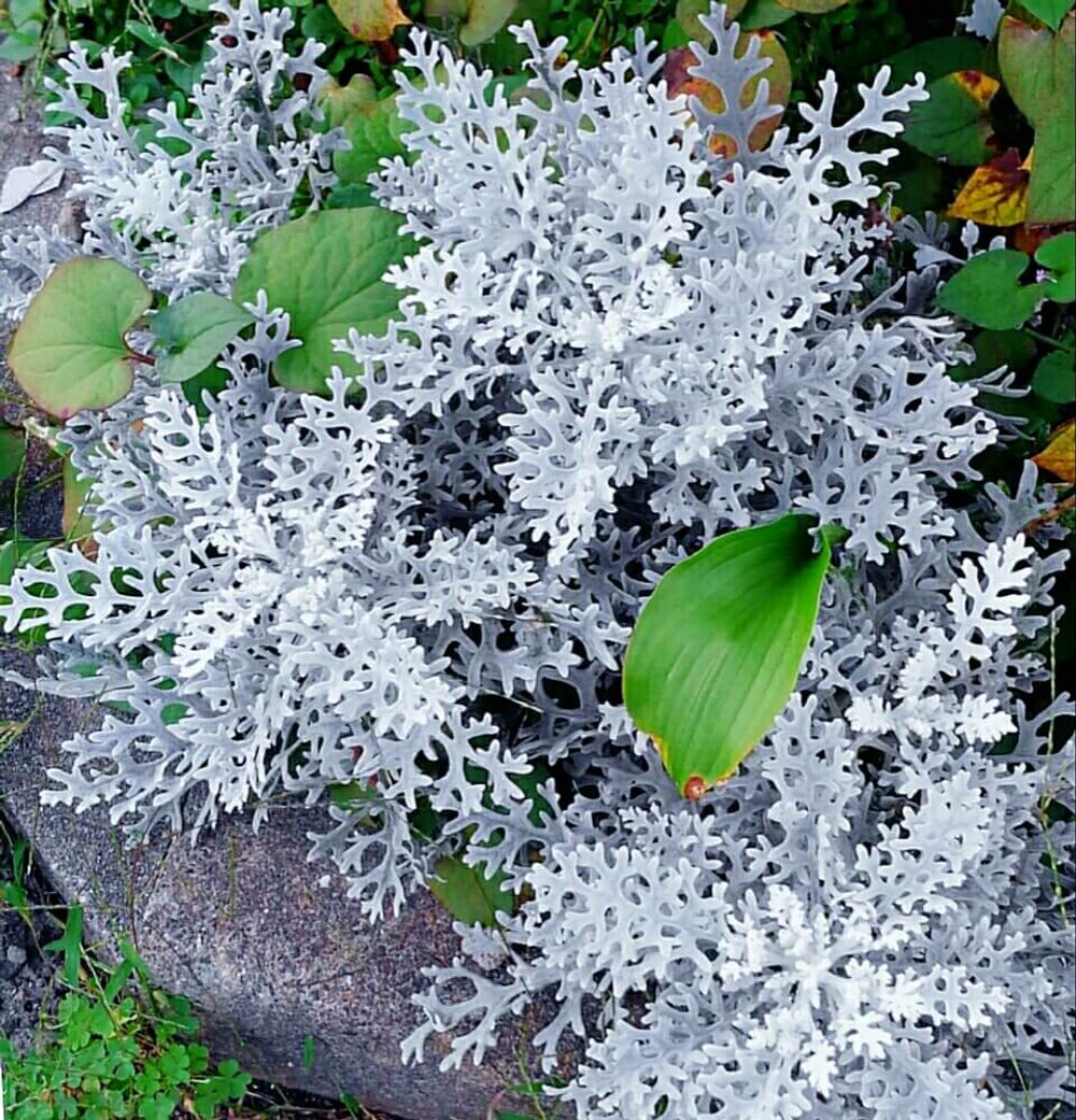 ダスティーミラー