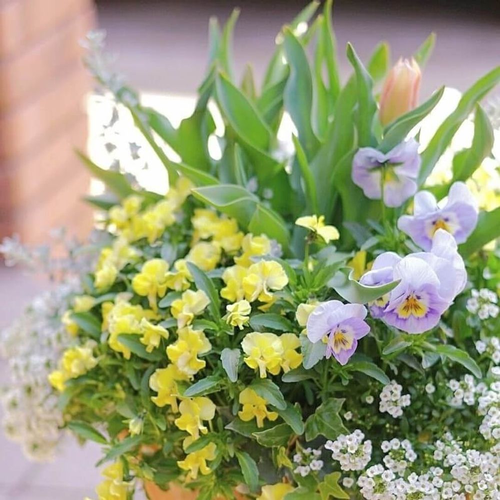 チューリップの寄せ植え