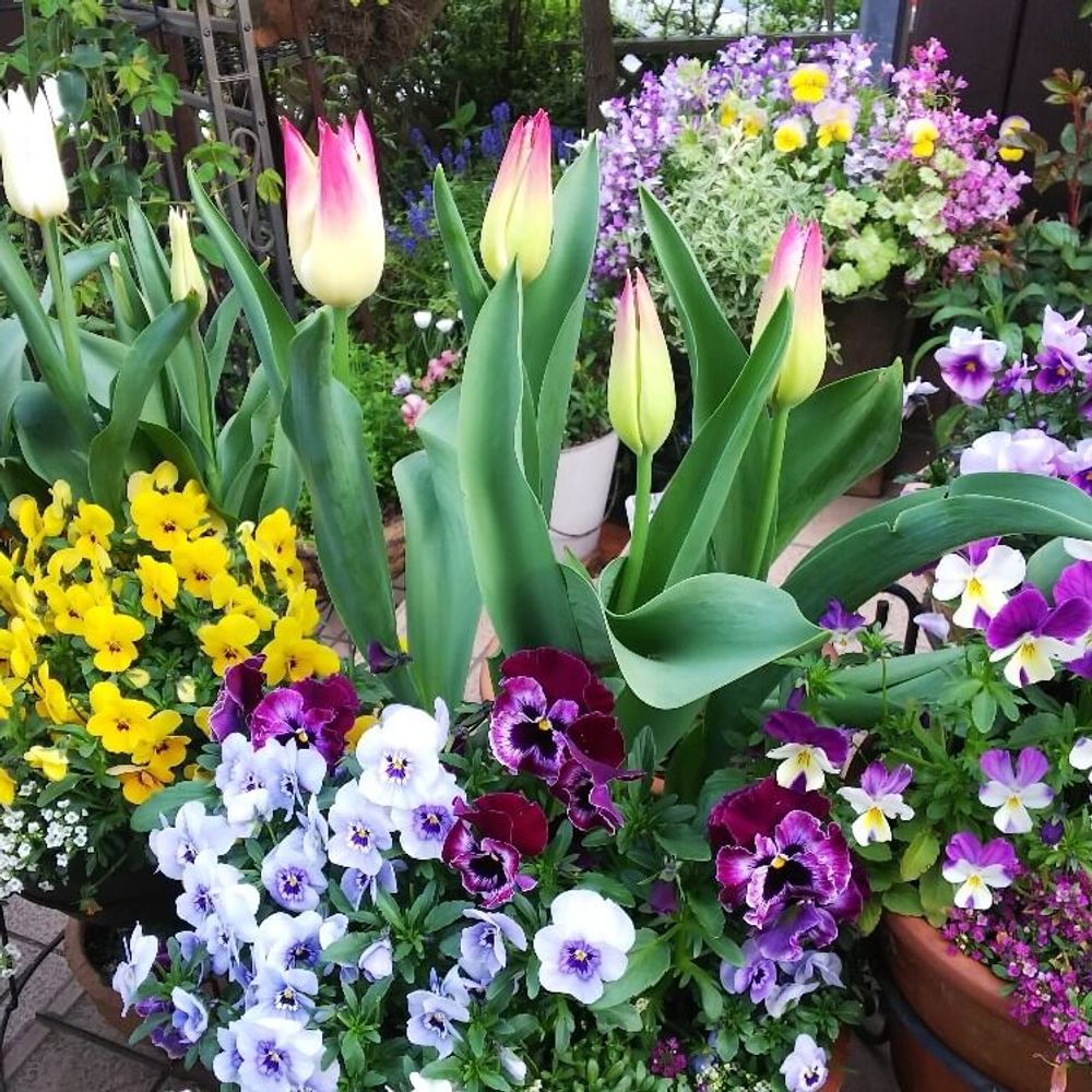 チューリップとビオラの寄せ植え
