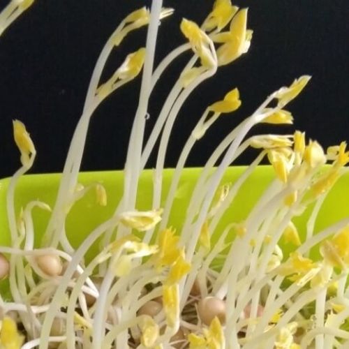 もやしの育て方 水替えがポイント どんな栄養がある Greensnap グリーンスナップ もやしの育て方 水替えがポイント どんな栄養がある Greensnap グリーンスナップ