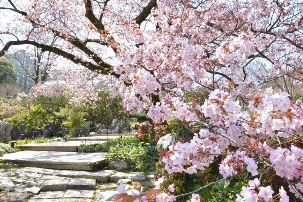 桜　仙台屋