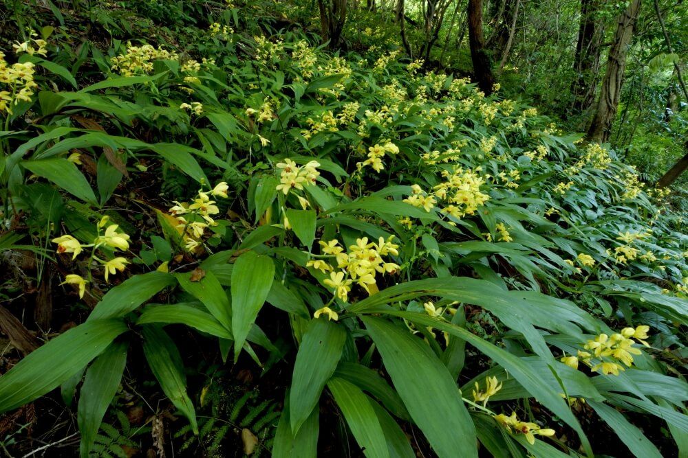 ガンゼキラン