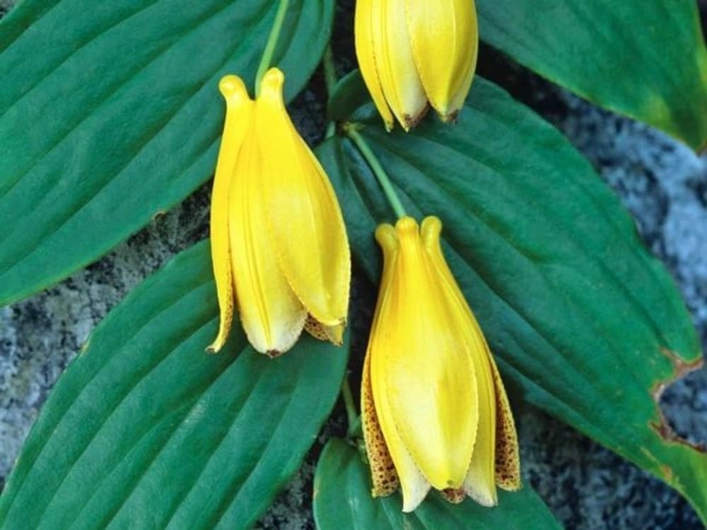 ジョウロウホトトギス