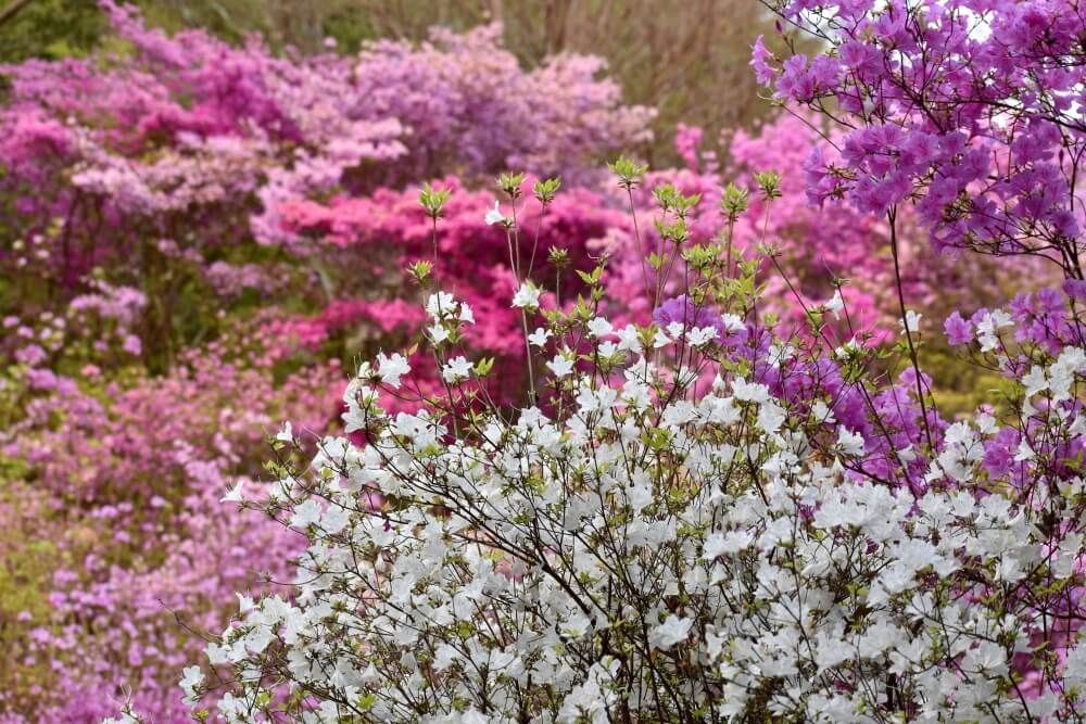 フジツツジ　シロバナフジツツ