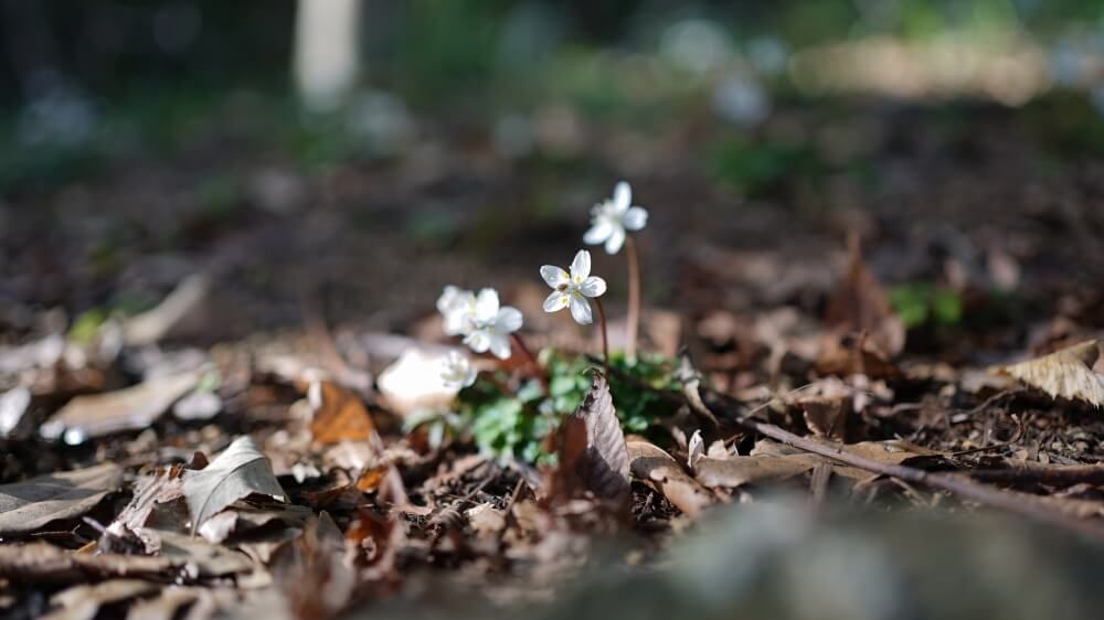 バイカオウレン