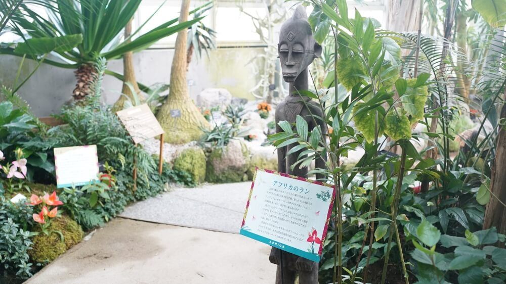 高知県立牧野植物園　温室　アフリカのラン　ラン展