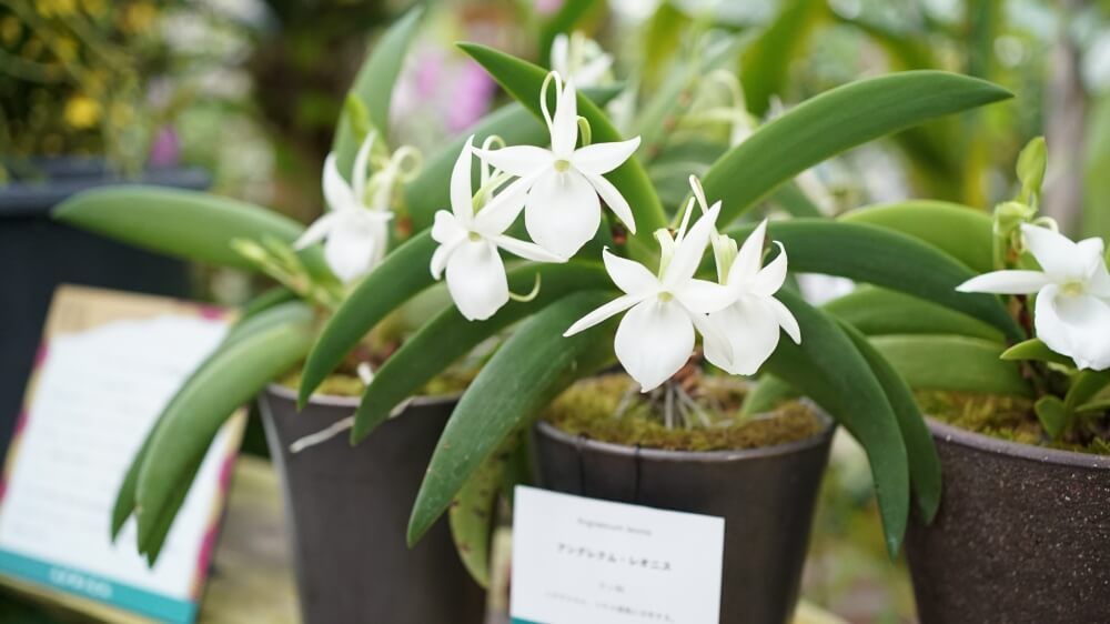 ラン（アングレム・レオニス）