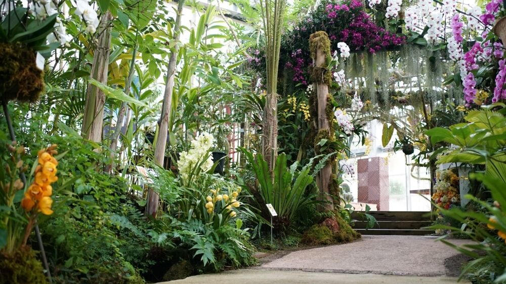 高知県立牧野植物園　温室　東南アジアのラン　ラン展
