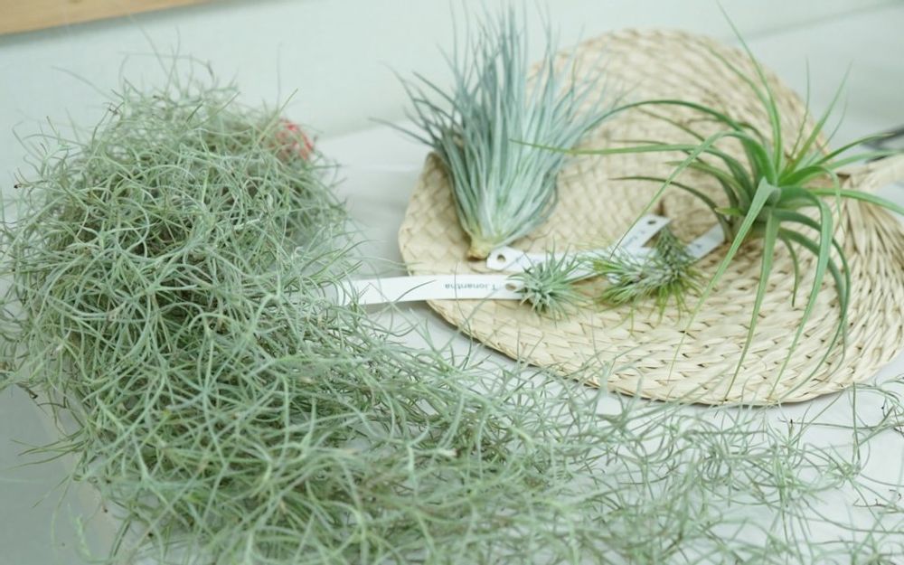 ウスネオイデス