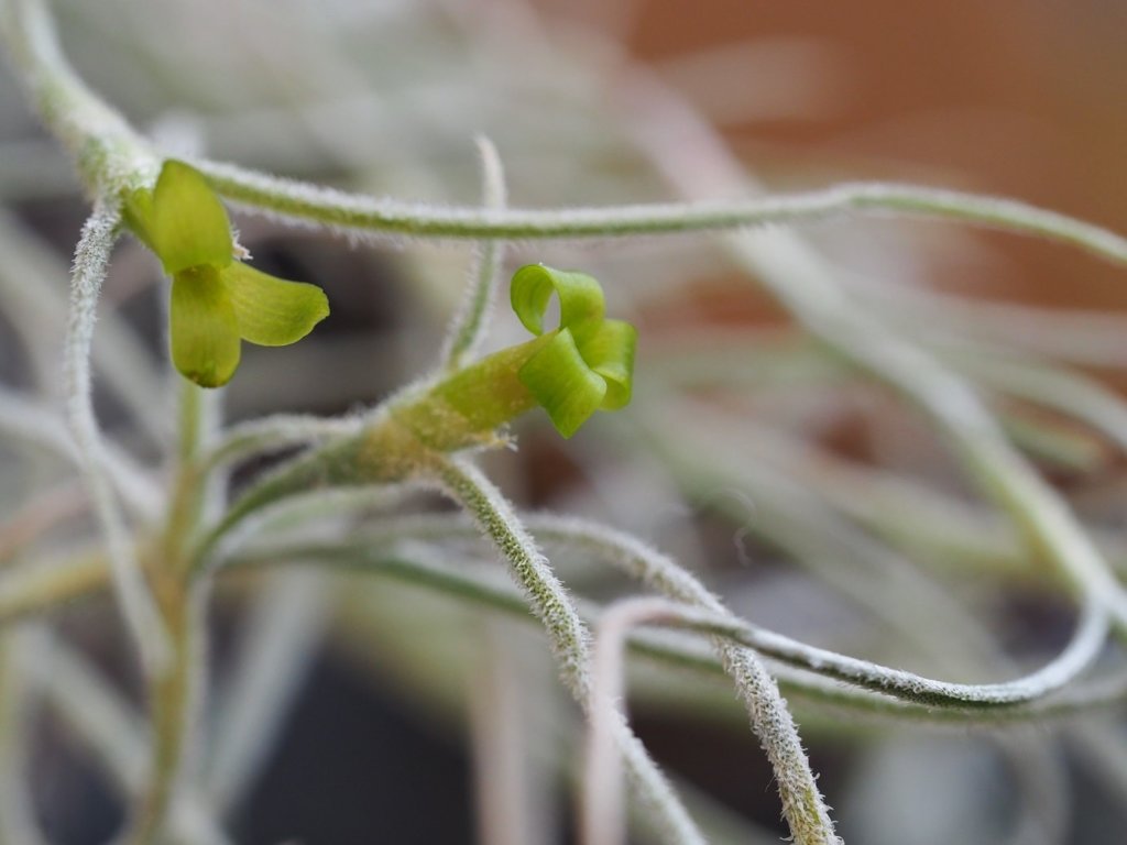 ウスネオイデス