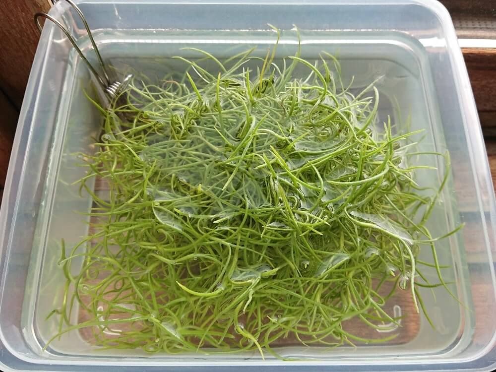 ウスネオイデス