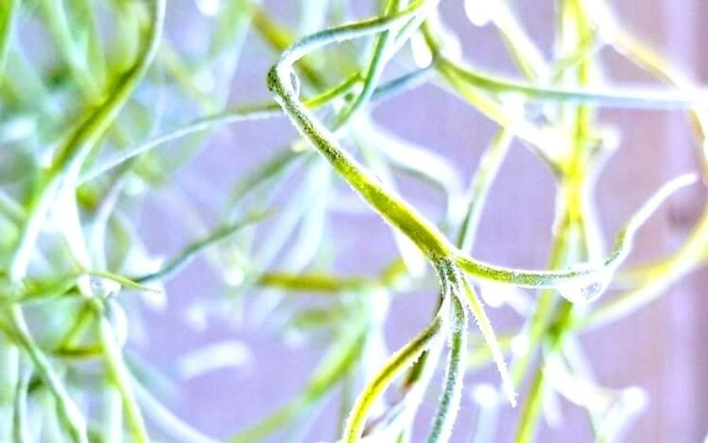 ウスネオイデス