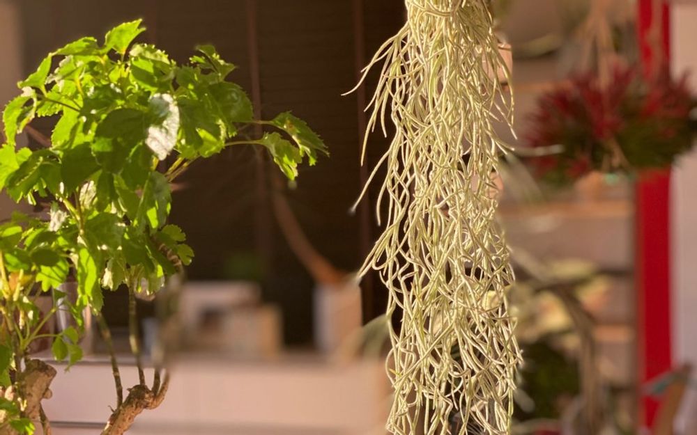 ウスネオイデス