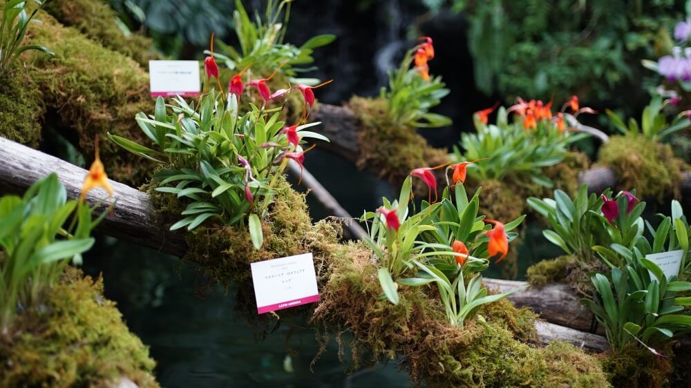 マスデバリア・シンシア