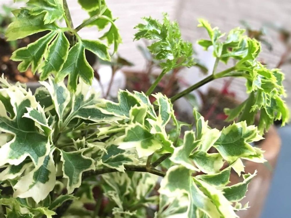 ポリシャス　葉