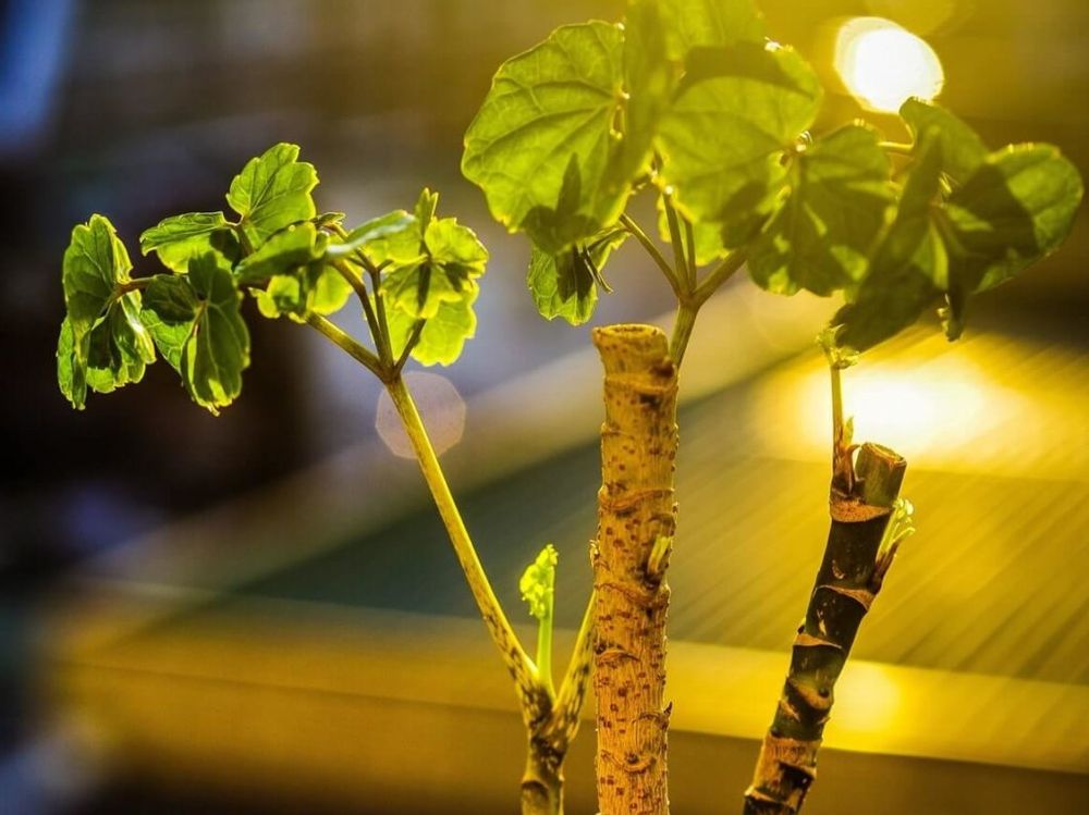 ポリシャス　葉　ライト