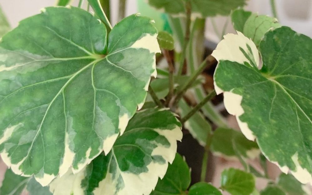 ポリシャス　葉