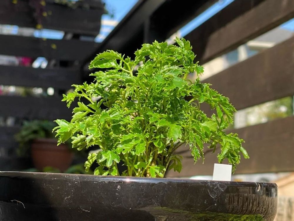 ポリシャス　鉢植え　葉