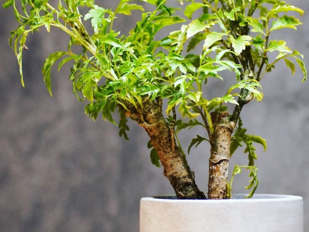 ポリシャス　鉢植え　屋内