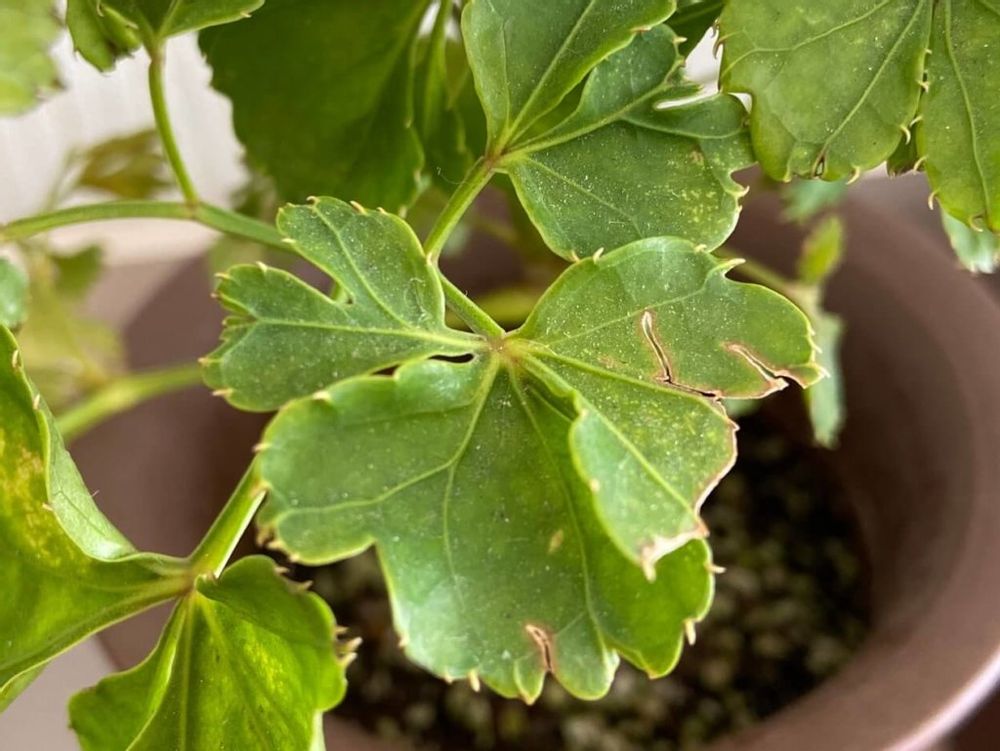 ポリシャス　鉢植え　葉