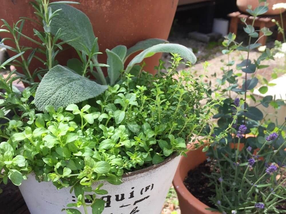 ハーブの寄せ植え