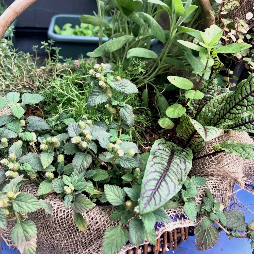 ハーブの寄せ植え