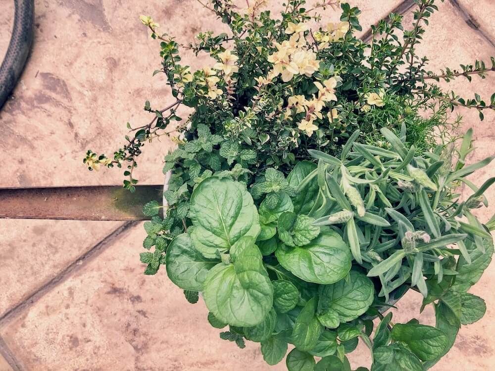 ハーブの寄せ植え