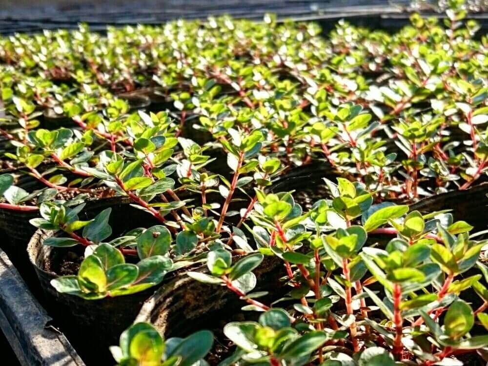 ロタラロトンジフォリア