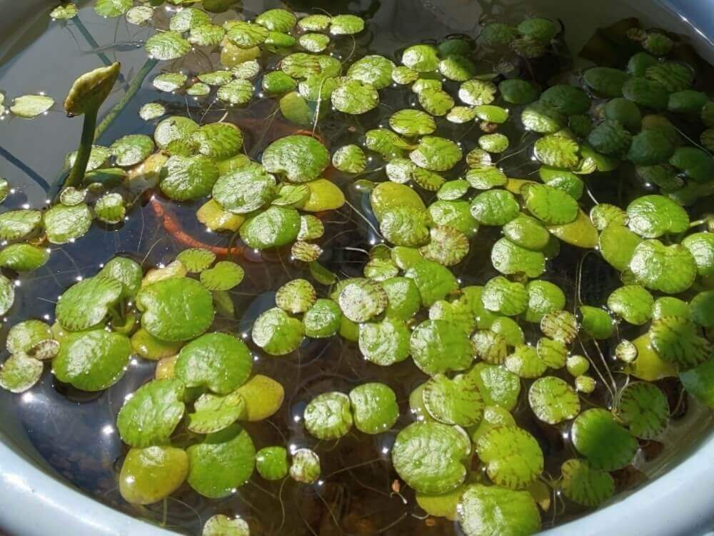 ドワーフフロッグビット