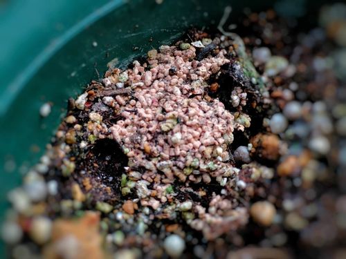 リン酸肥料 P とは 花肥や実肥と呼ばれる効果は 種類と使い方は Greensnap グリーンスナップ