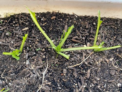 リン酸肥料 P とは 花肥や実肥と呼ばれる効果は 種類と使い方は Greensnap グリーンスナップ リン酸肥料 P とは 花肥や実肥と呼ばれる効果は 種類と使い方は Greensnap グリーンスナップ