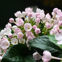 ルクリアの育て方｜植え付けや植え替え、挿し木の時期や方法は？の画像