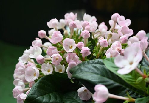 ルクリアの花言葉 花の特徴や開花時期 種類やドライフラワーにおすすめ Greensnap グリーンスナップ