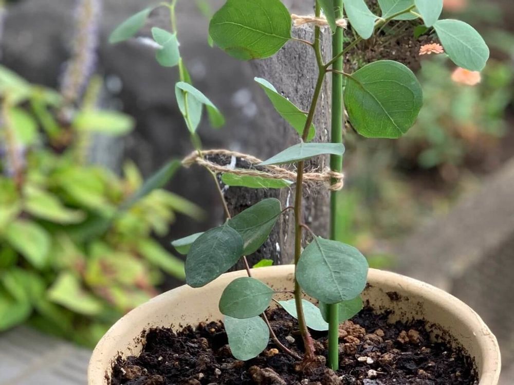 ユーカリ・ポポラス　鉢植え　株