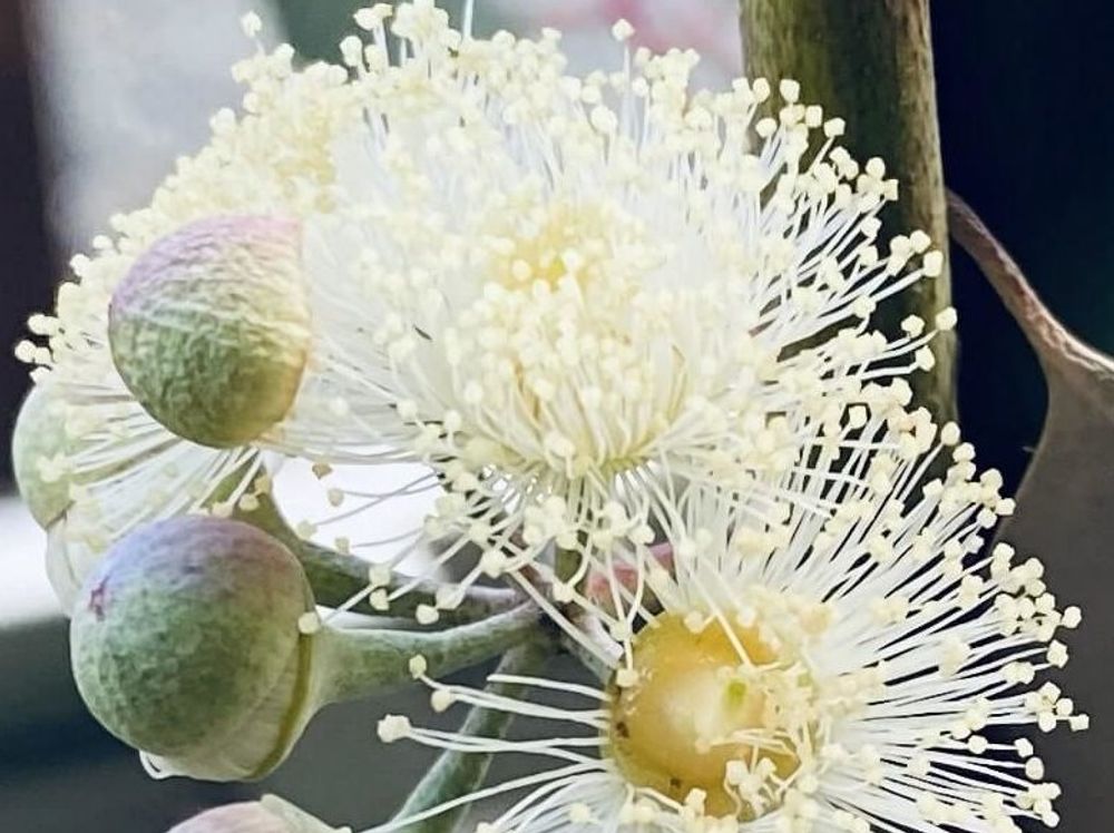 ユーカリ・ポポラス　白い花